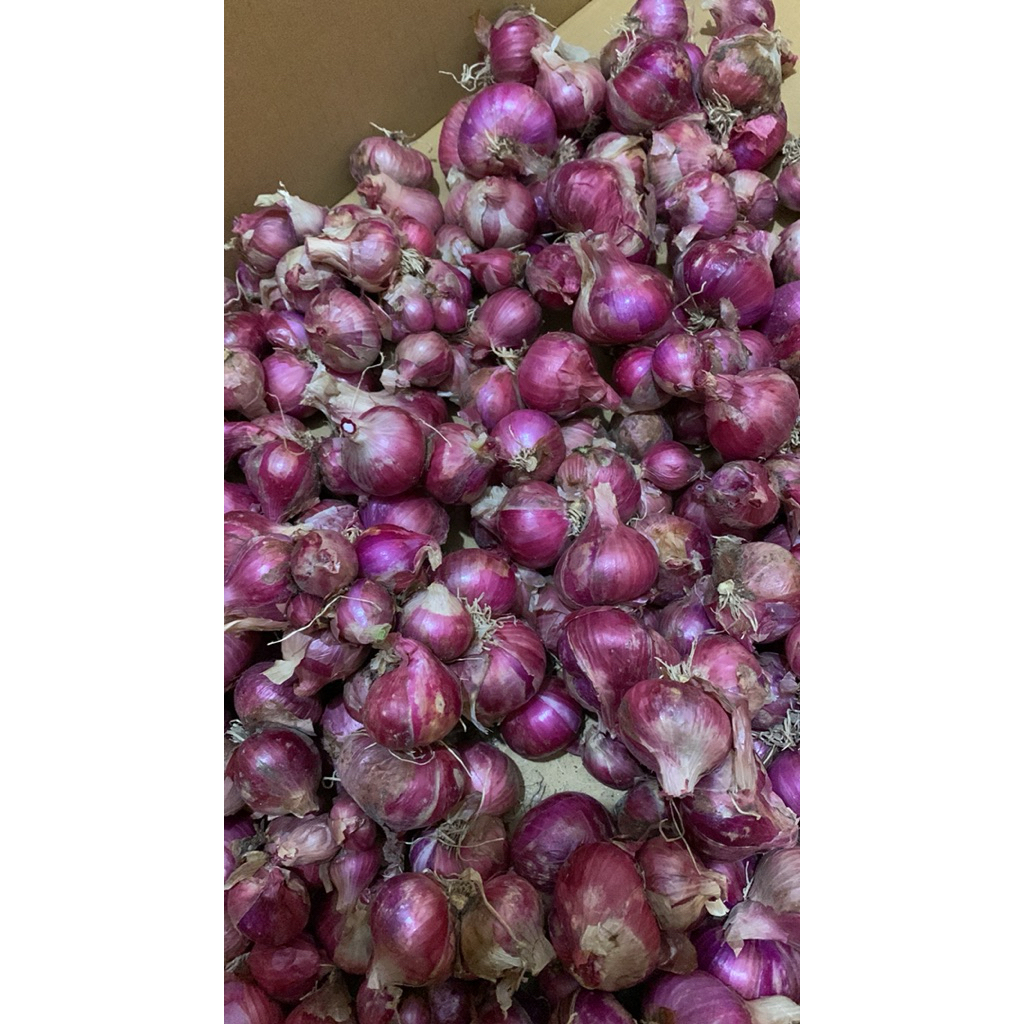 

BAWANG MERAH BESAR 1KG