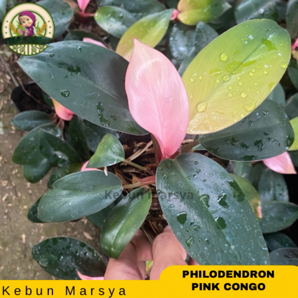 Tanaman Hias Philodendron Pink Congo - Philodendron Pink Congo - Philo Pink Congo