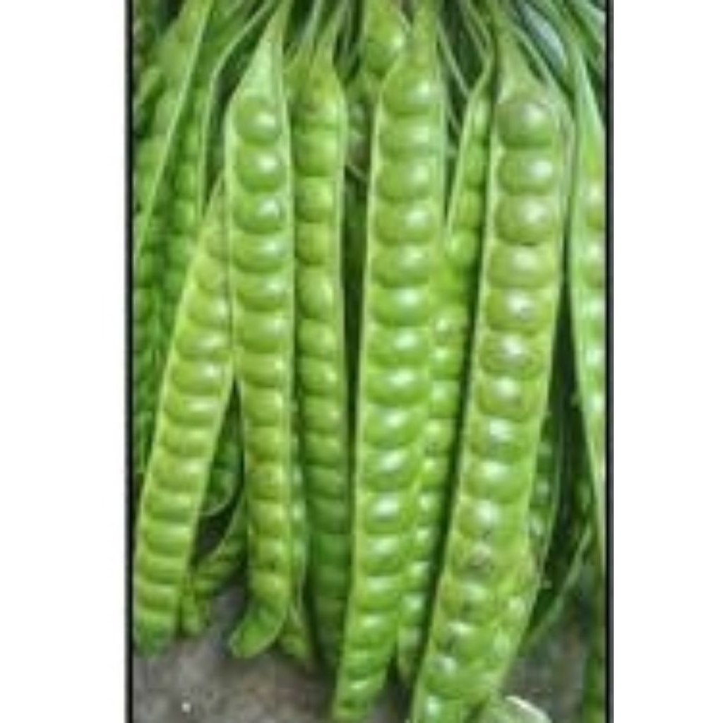 

Petey penapsu makanan 15 biji /65000