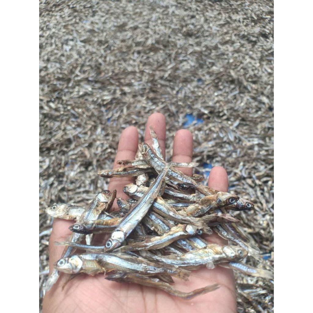 

ikan teri jengki kering Sulawesi tanpa pengawet kualitas terbaik/1kg