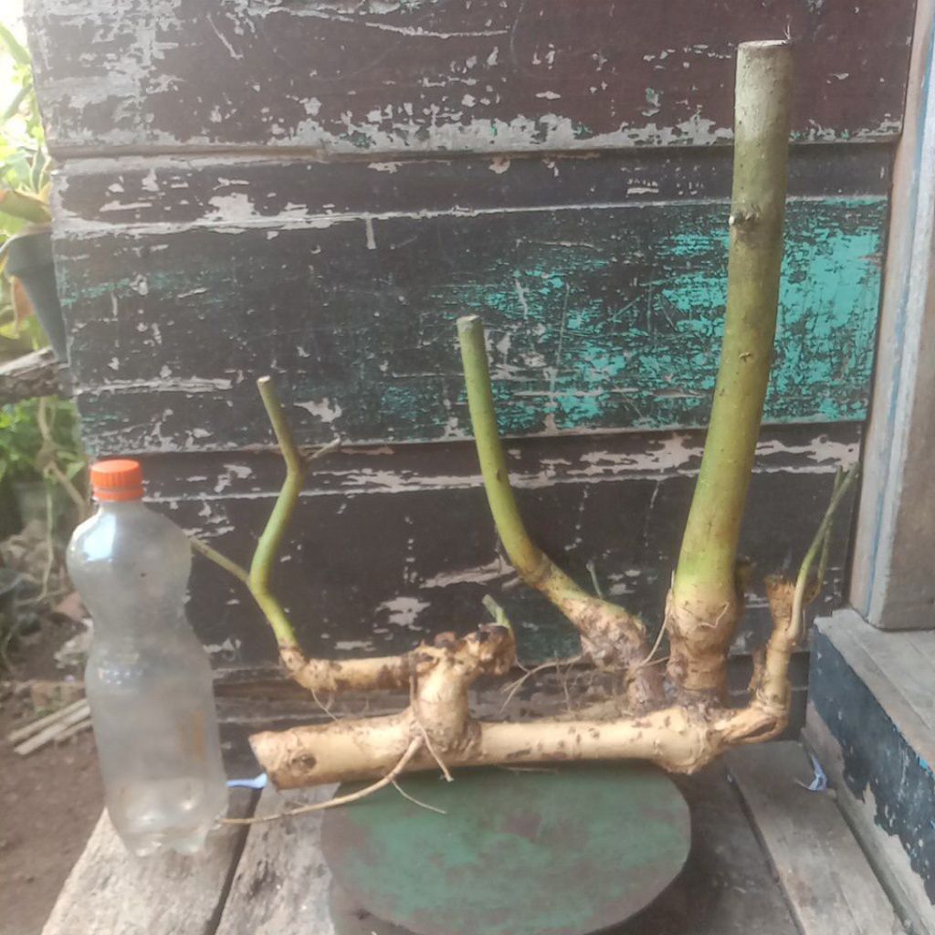 bahan bonsai serut dongkelan berkarakter untuk gaya raft