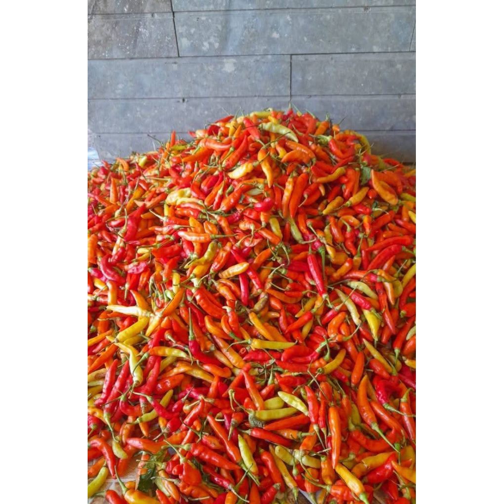 

Cabai/lombok Asmoro super pedas berat 250gr-1kg