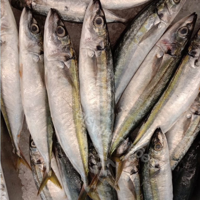 Ikan Kembung Layang 1Kg Ikan kembung Layang Segar Seafood Iakn Laut Segar