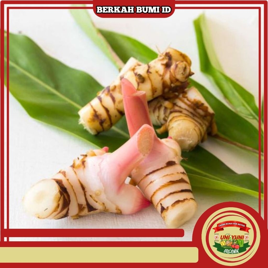 

Lengkuas laos bumbu rempah masakan dapur 250gr fresh sayuran berkah bumi id