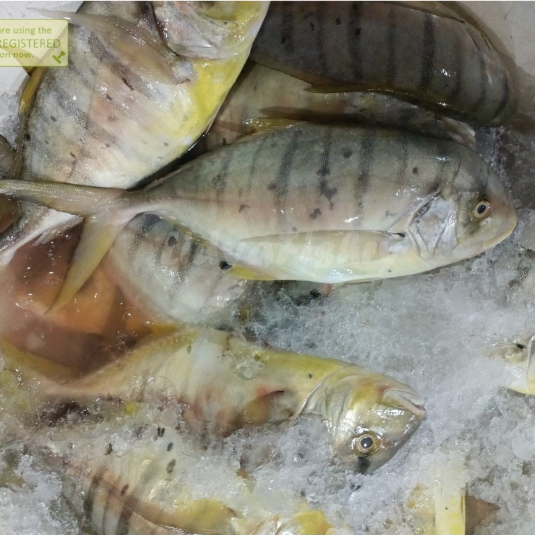 Ikan Kuwe Segar 1Kg Ikan Kuwe Manggali Seafood Ikan Laut Segar