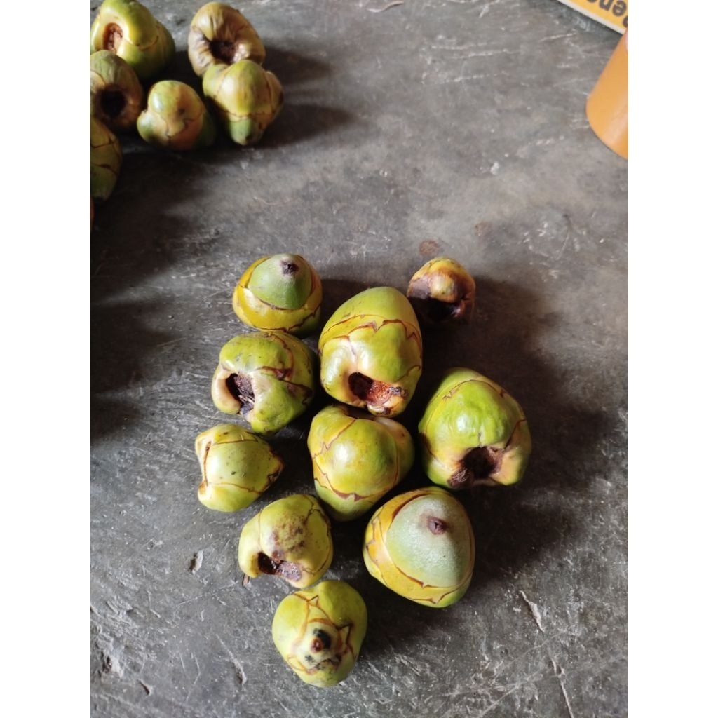 

Bluluk pentil kelapa muda fresh cengkir beluluk segar obpat herbal alami Diabetes & jamu tradisional