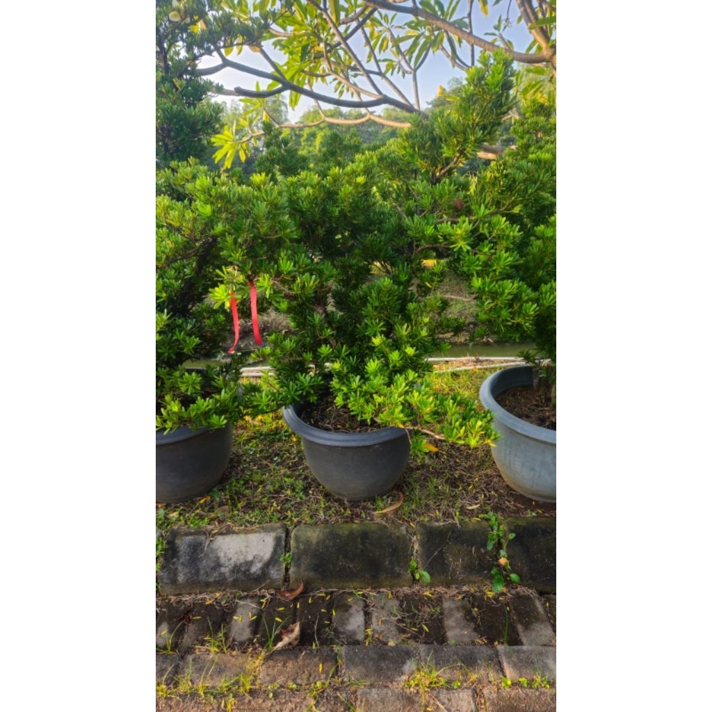 lohansung Cincuan original tinggi 1,5mtr