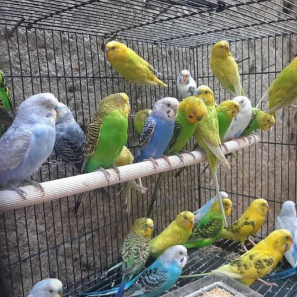 BURUNG PARKIT WARNA SEHAT BERKUALITAS