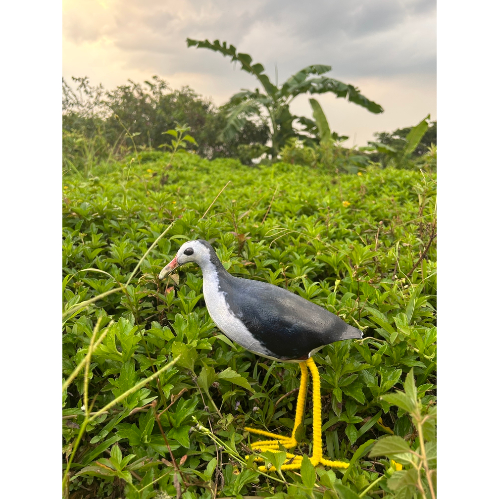 patung jontrot pikat burung ruak ruak