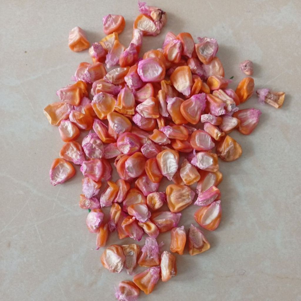 bibit benih jagung manis unggul