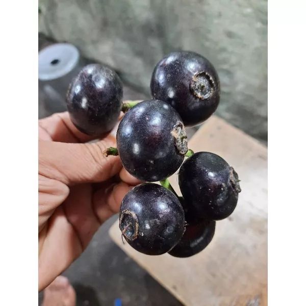 

Buah Kupa Gowok matang segar 1 kg