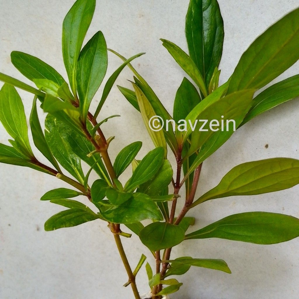 

Prasman/Genjik 15+ cm | REMPAH HERBAL | SUDAH BERCABANG