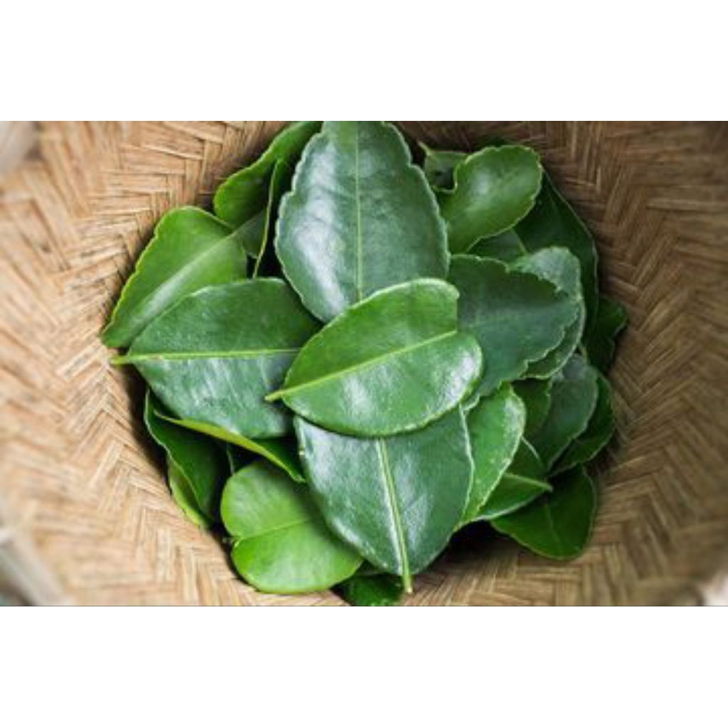 

Daun Jeruk Nipis 1 KG