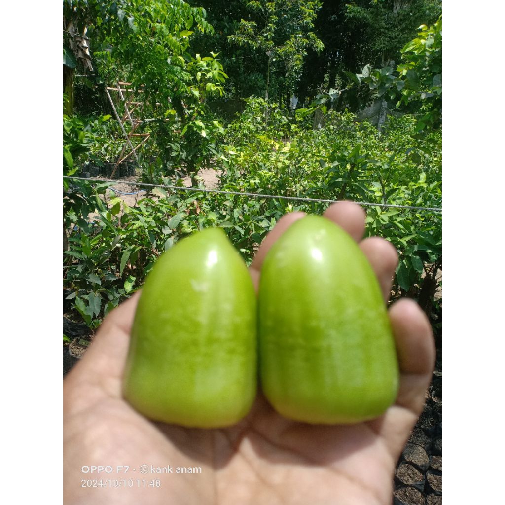 bibit jambu air kiojok