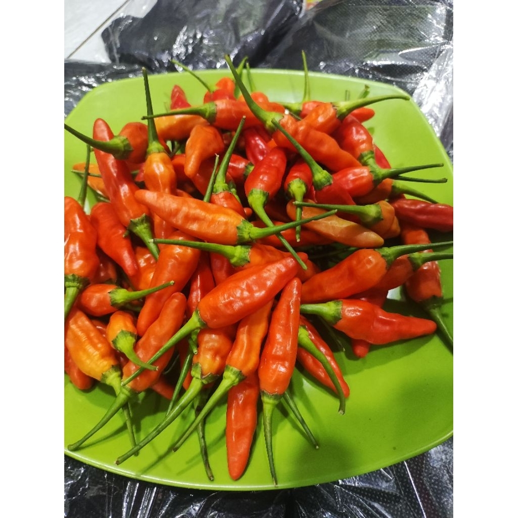 Cabe rawit/Cabe Setan ORi FRESS langsung dari kebun sendiri