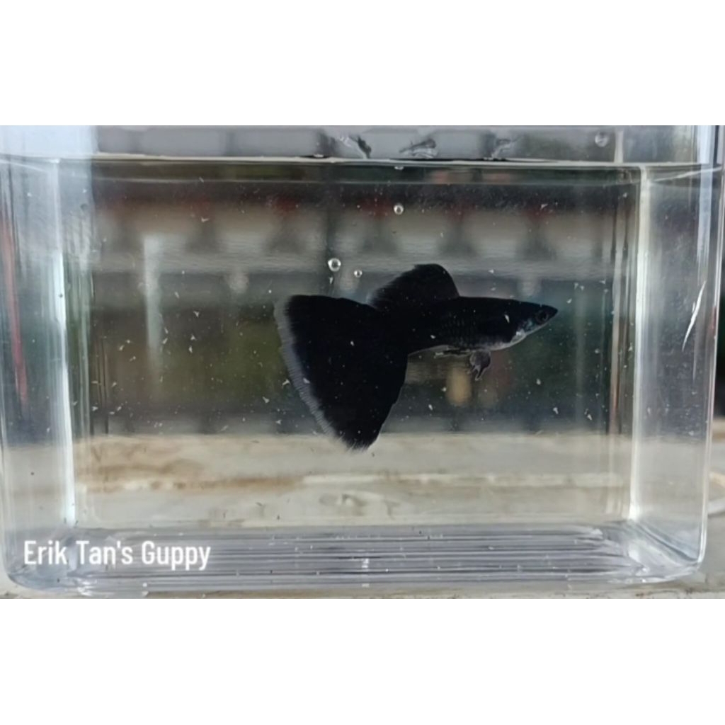 GUPPY BLACK MOSCOW PASANGAN