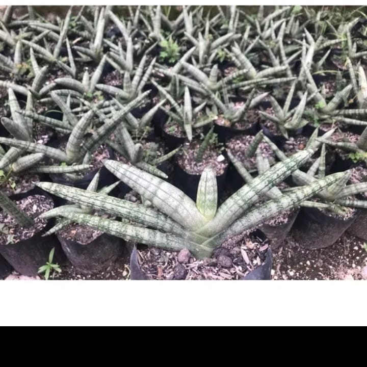 SANSIVERA Boncel Lidah Mertua Merah Bibit Harga Bagus