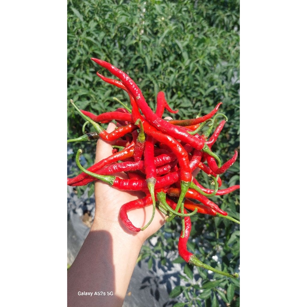 

Cabe Keriting 1000gram