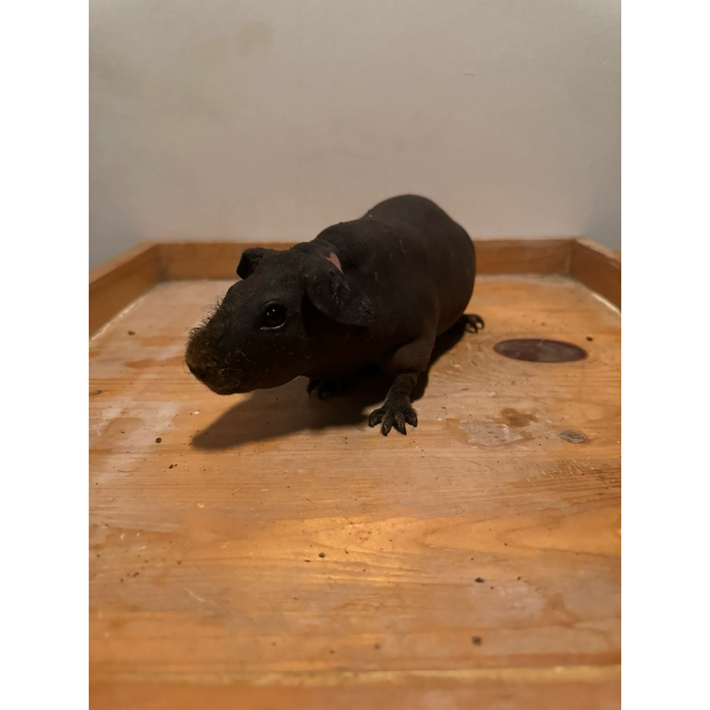 SIAP KIRIM SKINNY GUINEA PIG Marmud Marmut Botak - Guinea Pig