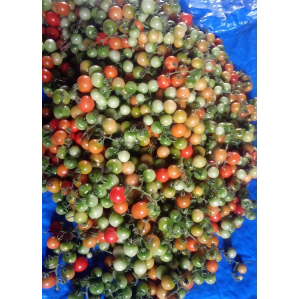 

rampai Lampung fresh 100gram