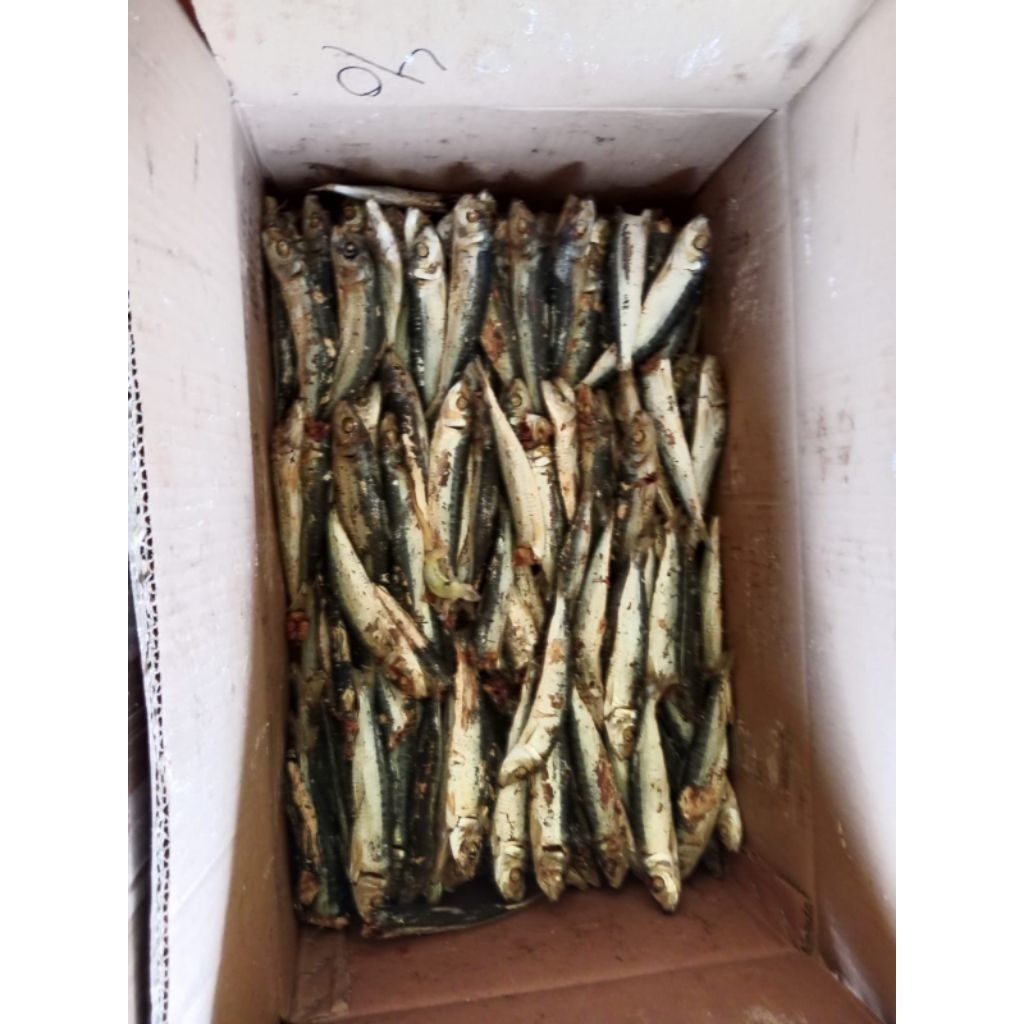 

Ikan Rebus Dencis, Medan Sibolga Tapteng 1 kg