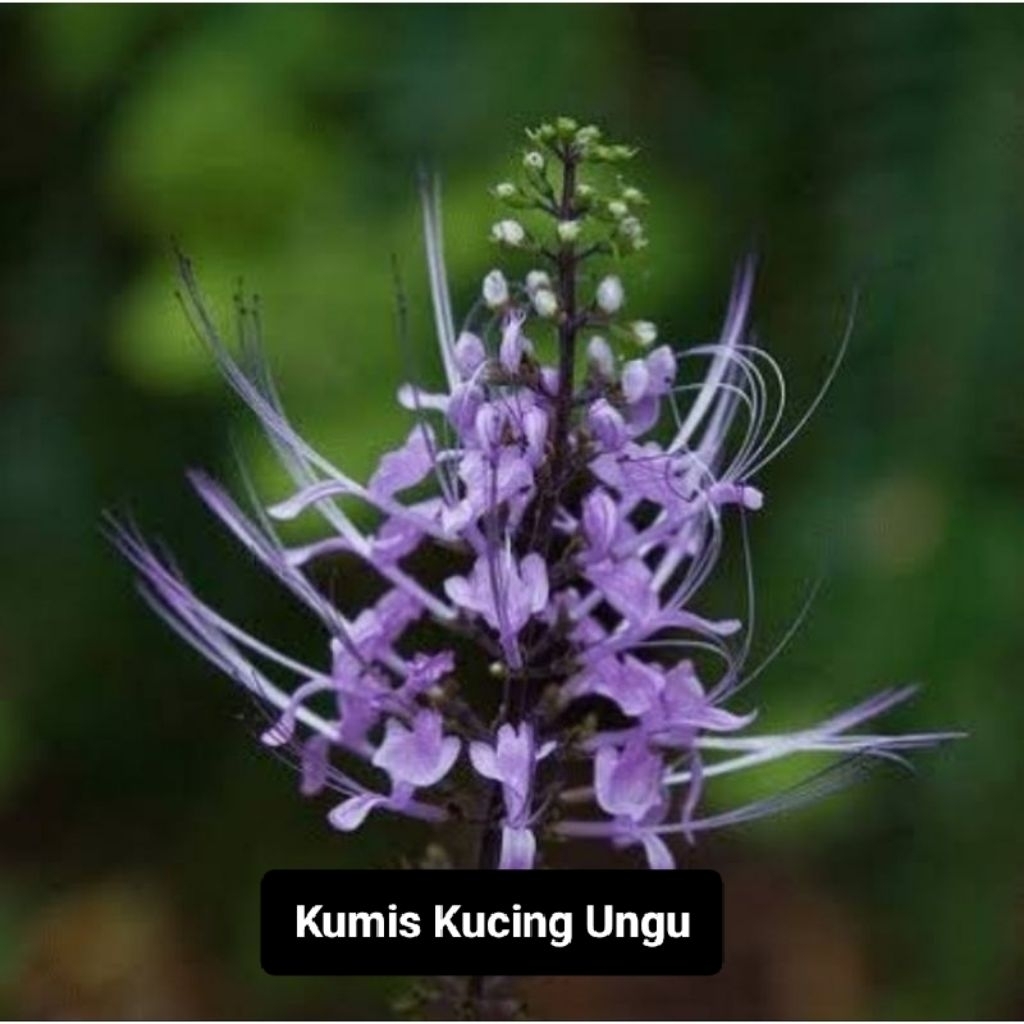 Bibit Tanaman Herbal Bunga Kumis Kucing Ungu
