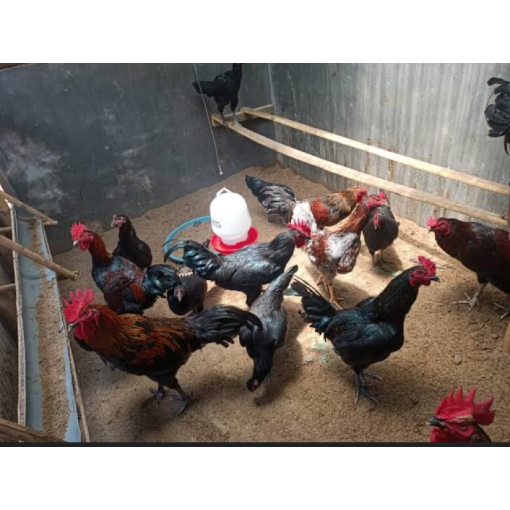 

Telur fertil ayam KUB 2