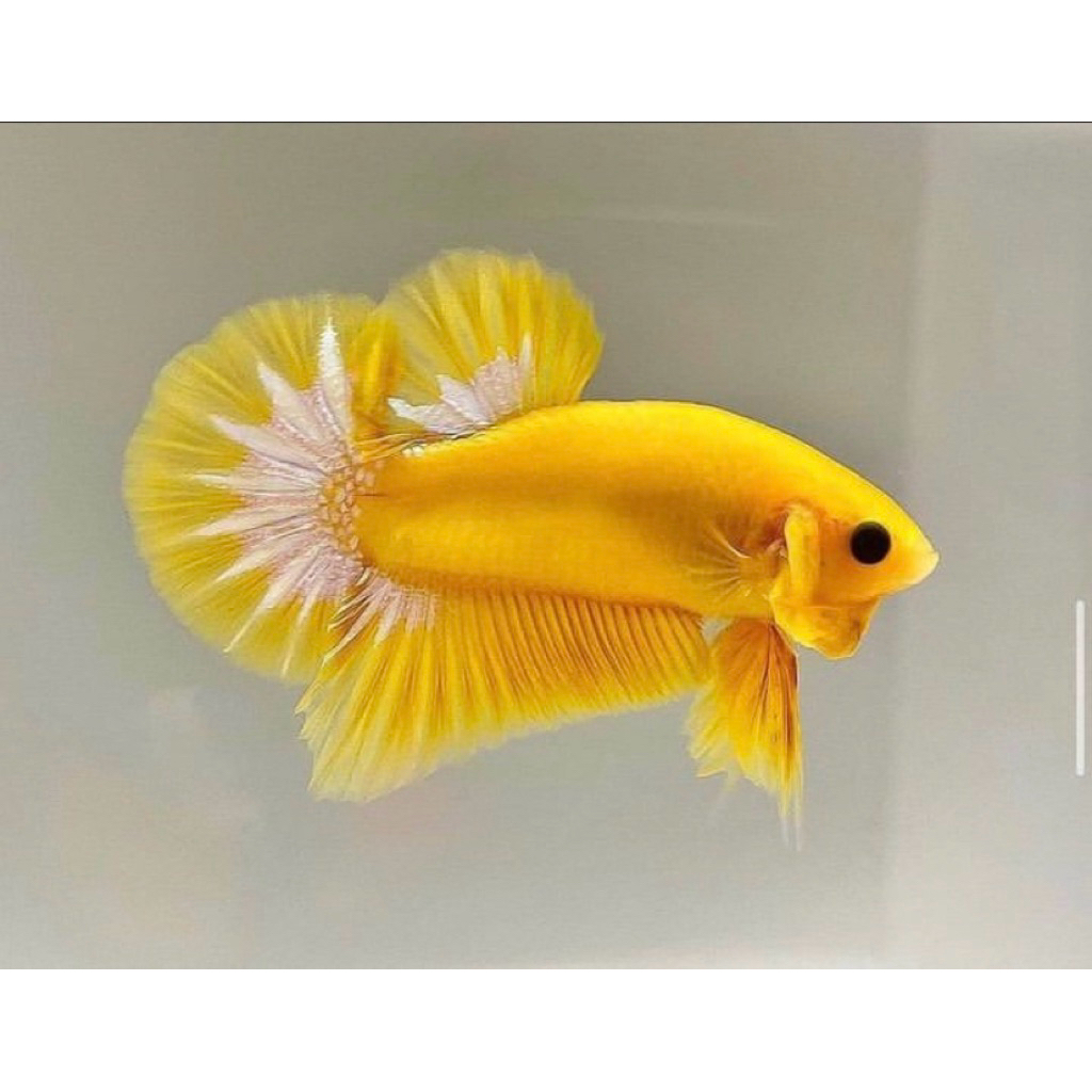 cupang plakat yellow banana kuning cerah