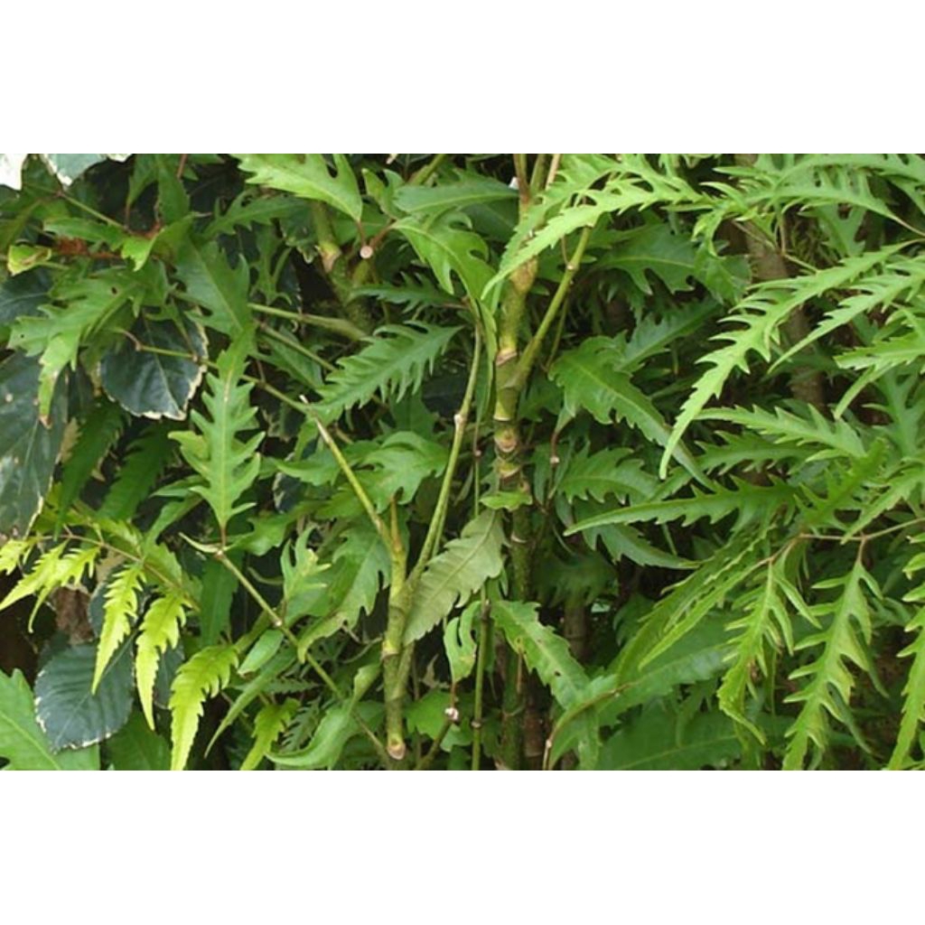 daun kedongdong cina/kedongdong laut  200 gr