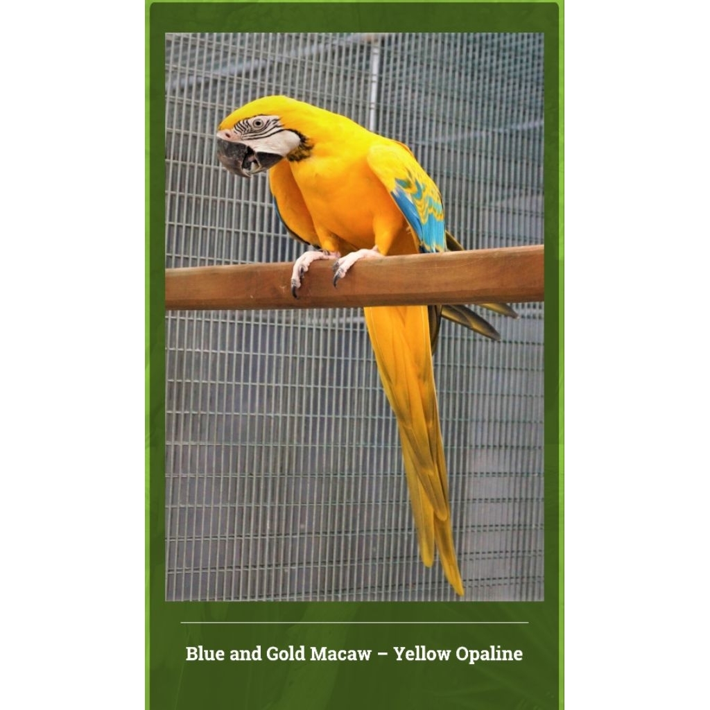 

telur fertil blue and gold macaw-Yellow opaline