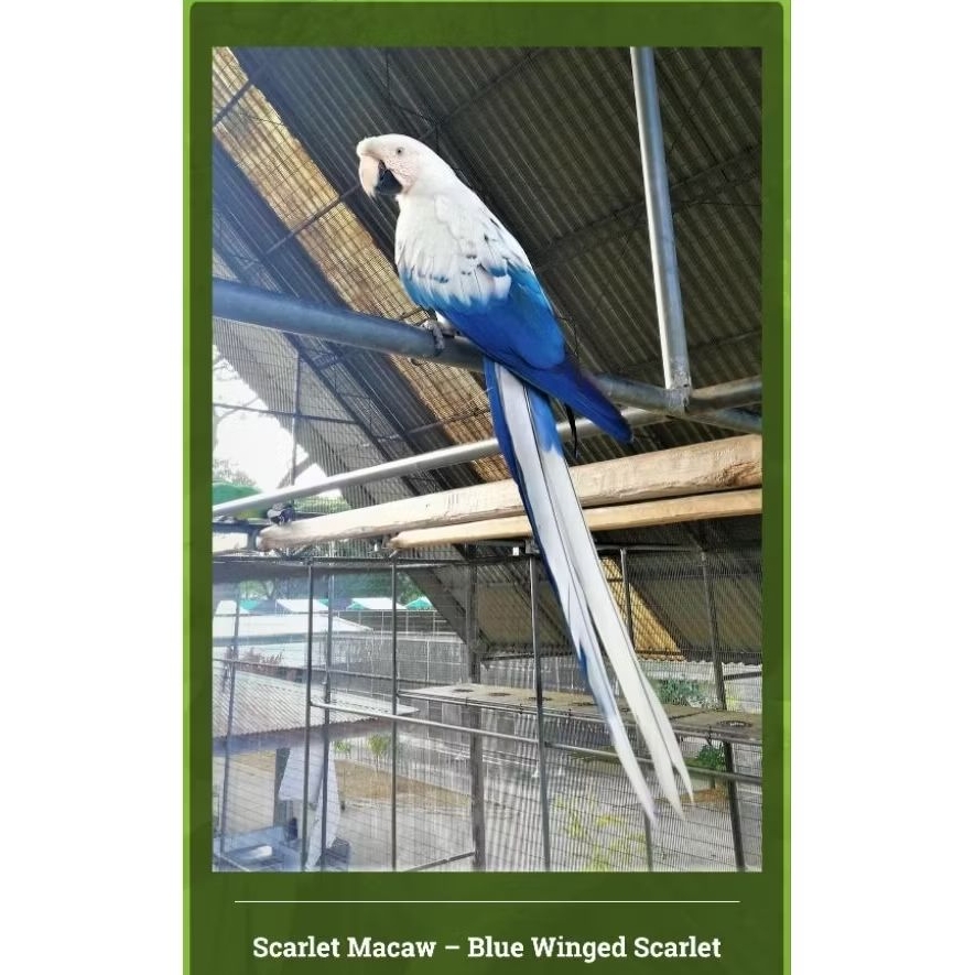 

telur fertil Blue winged scarlet macaw