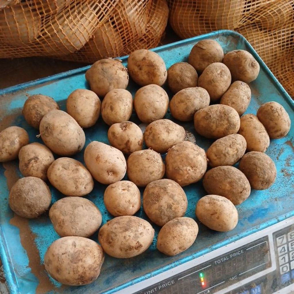 

Kentang Mini Tengger