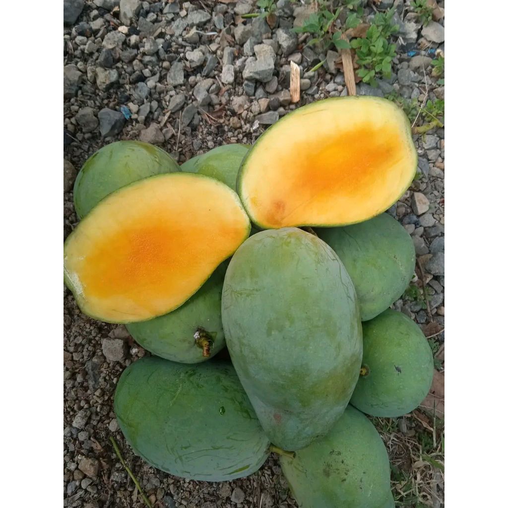 Mangga Harumanis 1 kg / Mangga Gadung