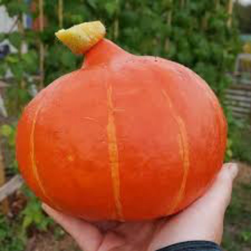 

benih labu golden kagum isi 12 butir