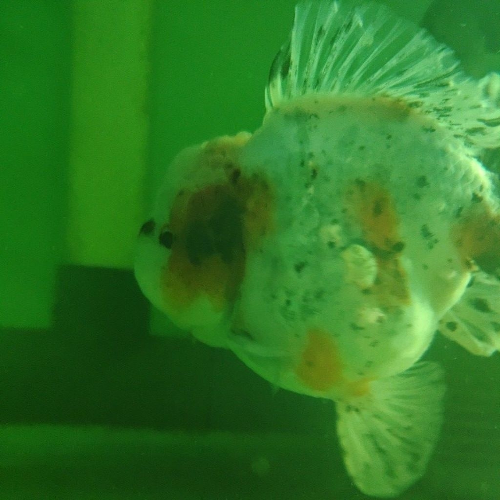 hiasan aquarium ikan mas koki ranchu, panda tricolor, tekim, oranda short tail, ryukin size 10-15cm