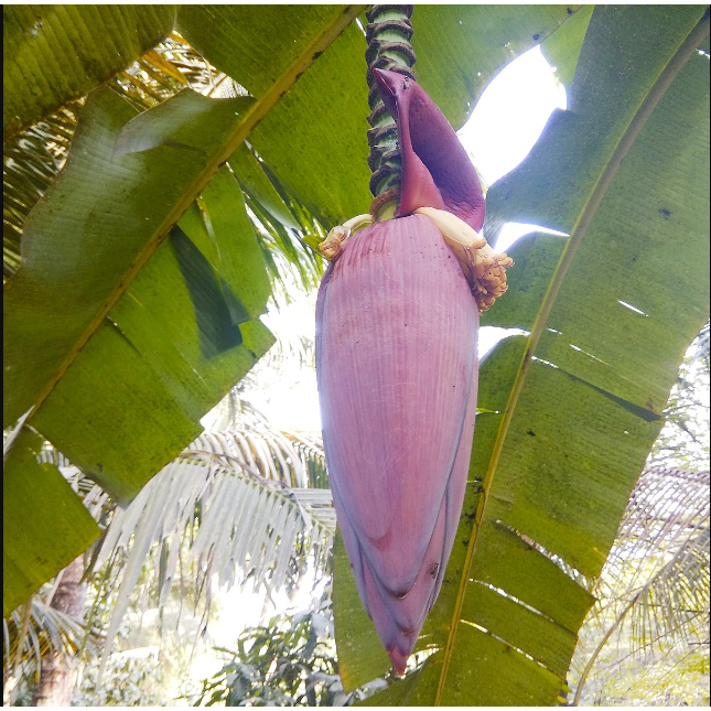 

1 Kg Jantung Pisang Sayur Segar