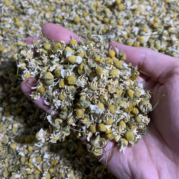 

Chamomile Grosir 1kg Bunga Chamomile kering Kamomil Herbal