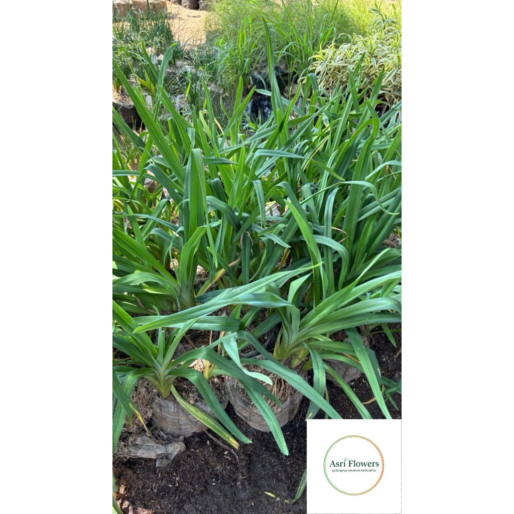 tanaman hias lily day/ cymbidium bunga merah&orange asli ORIGINAL variasi tanaman hias cymbidium