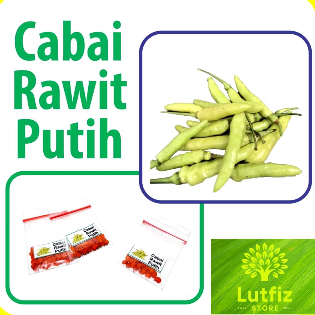 Cabai Rawit Putih Benih Unggulan Berkualitas