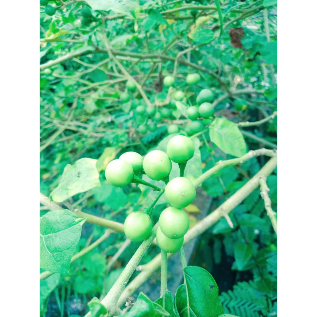 

terong pokak hibrida segar 260g murah