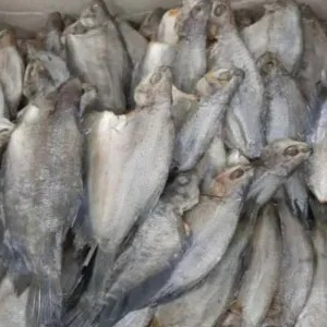 

ikan sepat kecil 250g