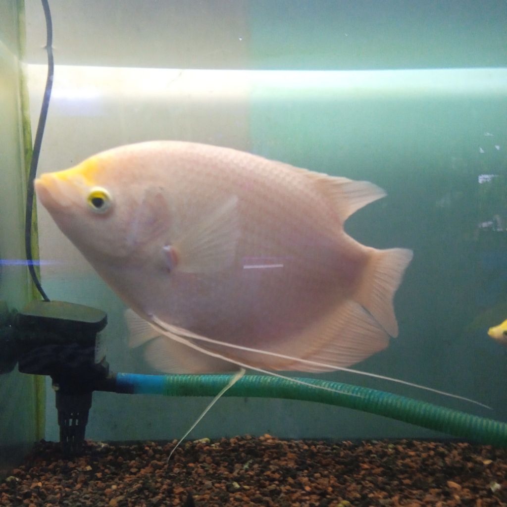 Ikan Hias Gurame Padang