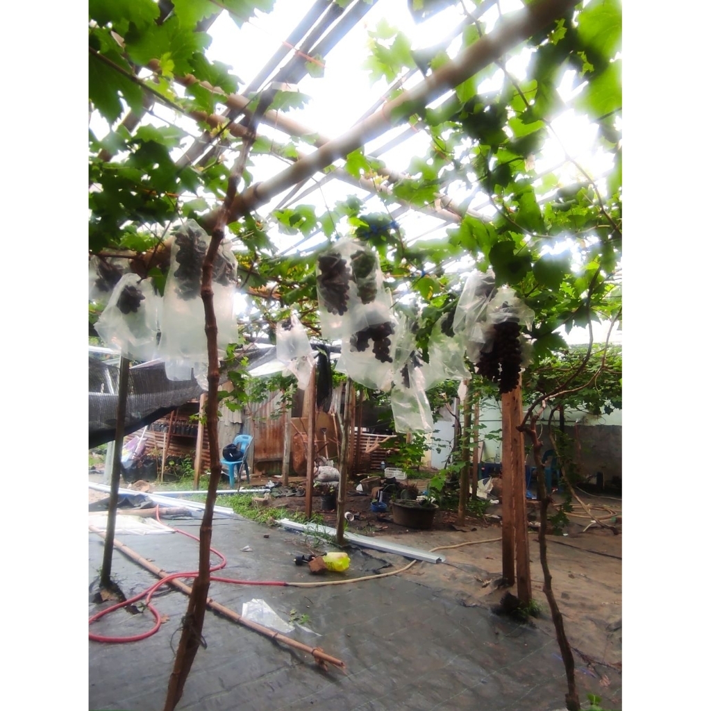 Anggur Import grafting