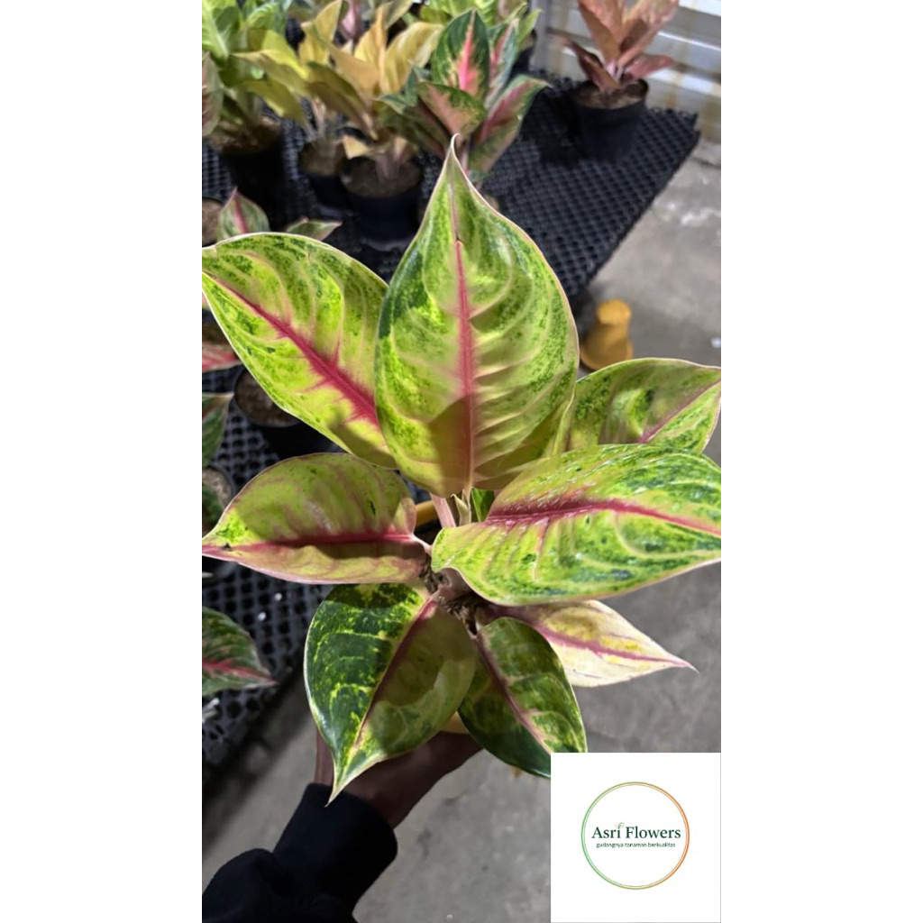 tanaman hias aglonema jamela jackpot import thailand