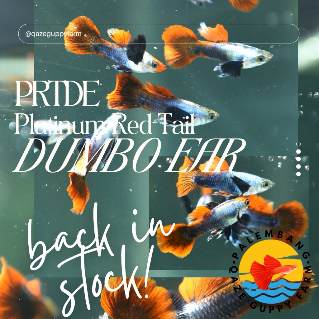 GUPPY PRTDE PLATINUM RED TAIL DUMBO EAR