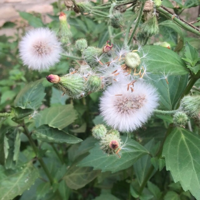 

biji tempuyung termurah 100 biji+