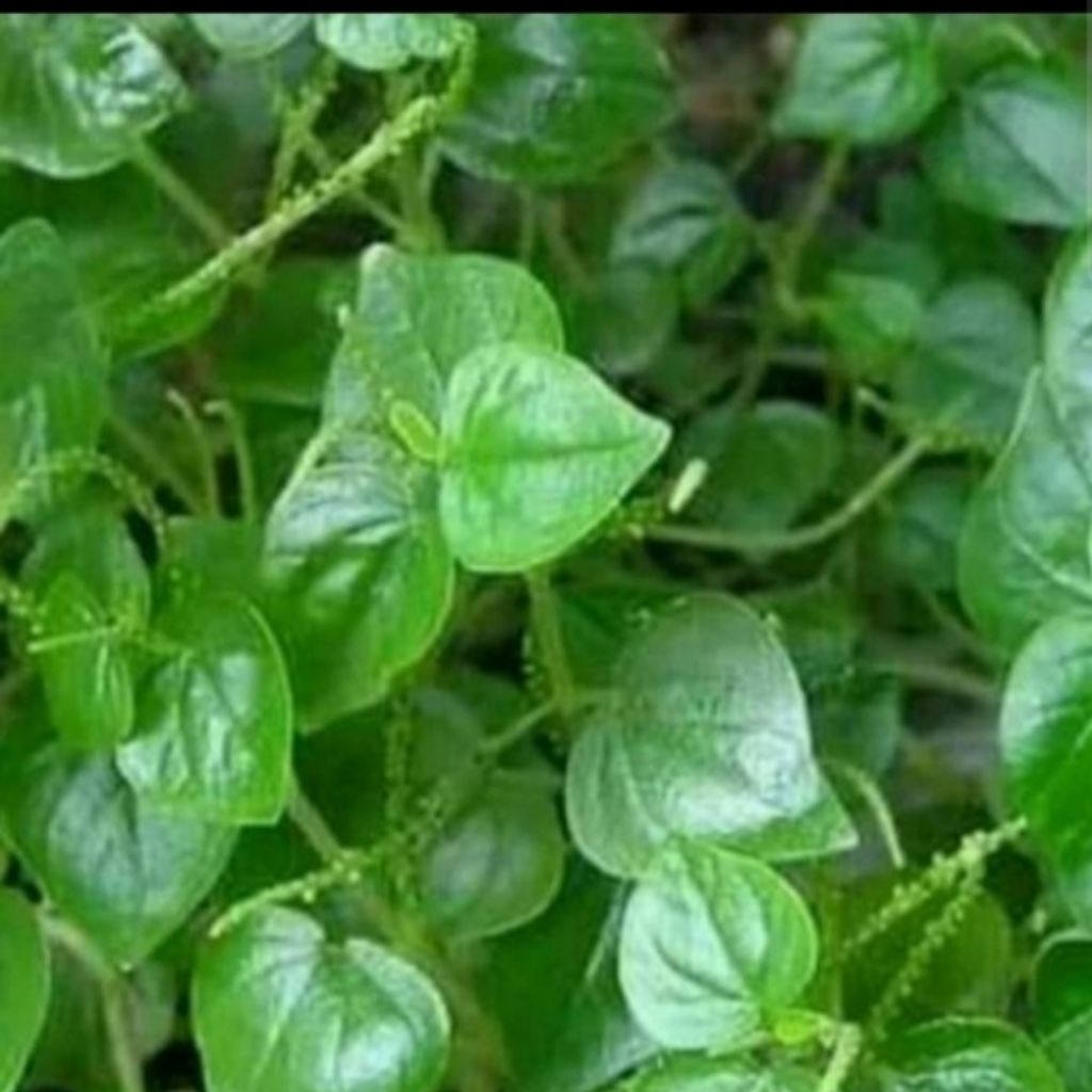 

Daun Suruhan/Daun sereh cina/daun cehcer kempes segar herbal 500gram