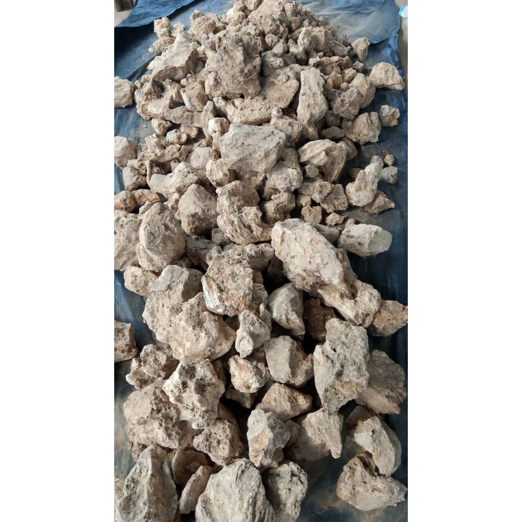 Damar Getah Kayu meranti