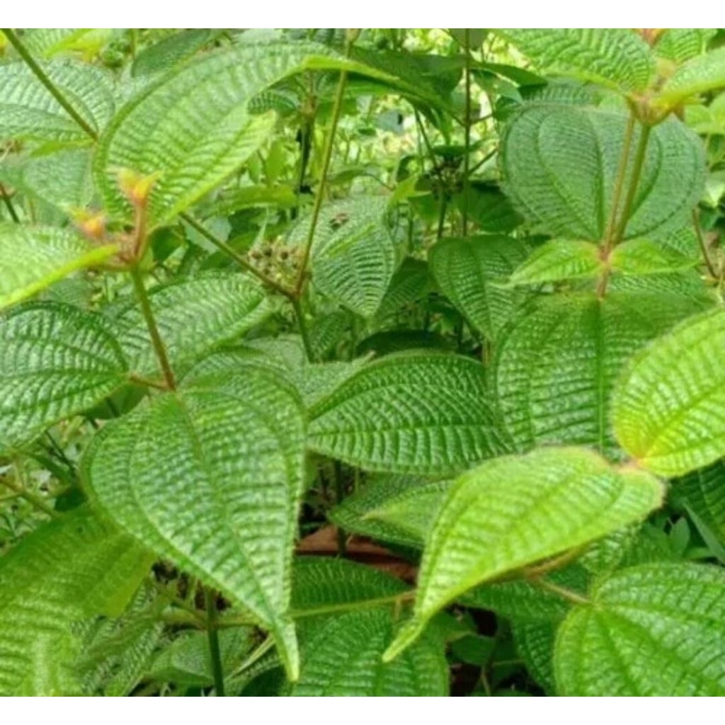 

Daun harendong bulu (Clidemia hirta) SEGAR 1KG