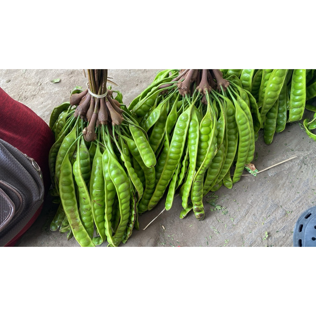 

PETE PADI UKURAN SUPER (1LONJOR) SUPER TUA MAKSIMAL